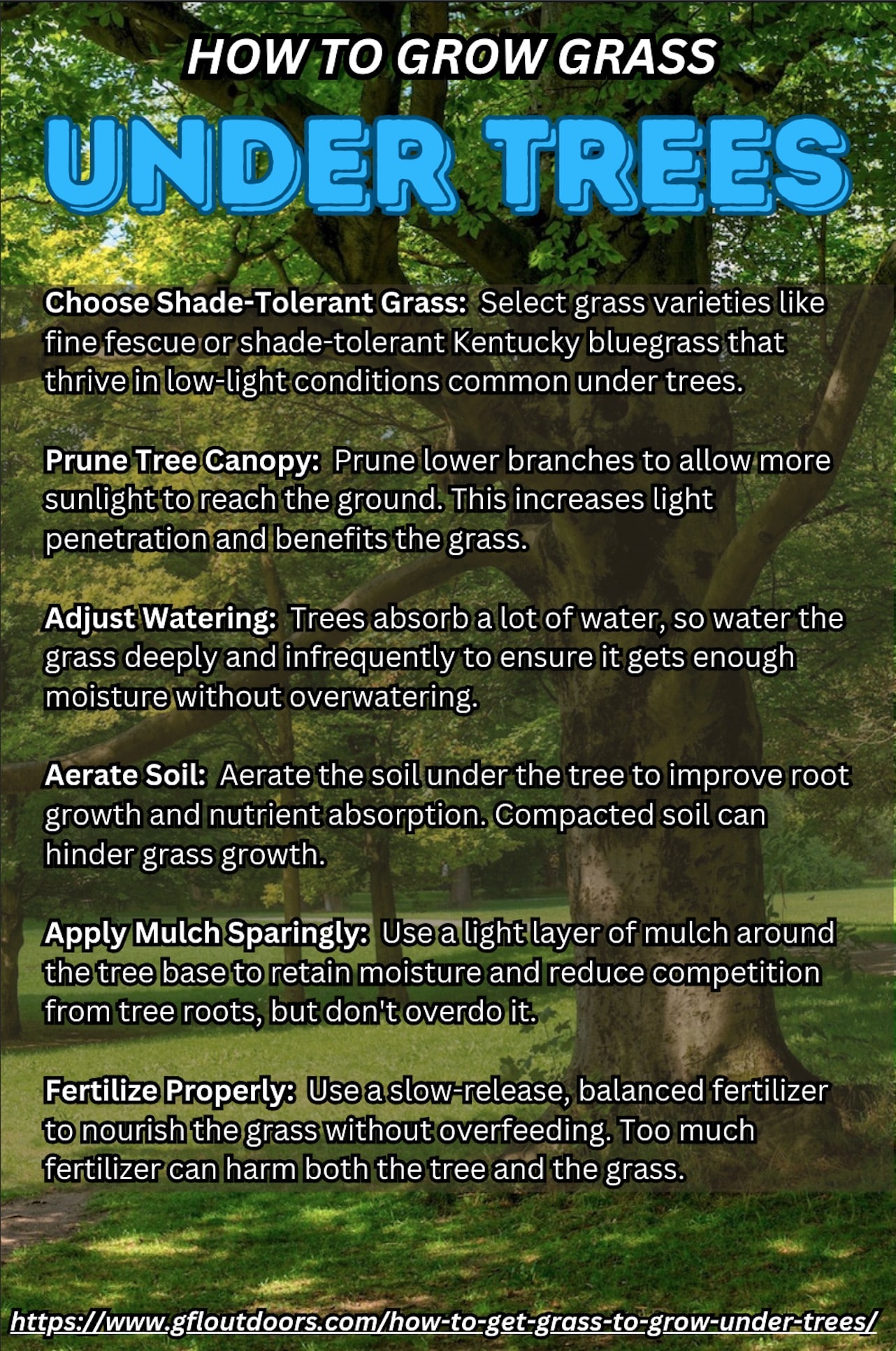 How to Get Grass to Grow Under Trees Tips for Shady Spots GFL Outdoors